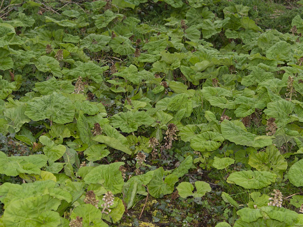 Petasites hybridus